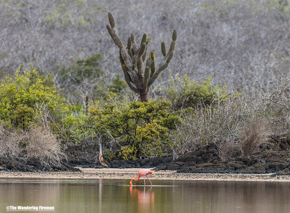 A lone Flamingo on a pond in the Glapagos Islands