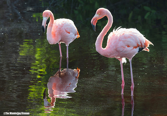 A pair of Flamingos on Isabela Island in the Galapagos Islands