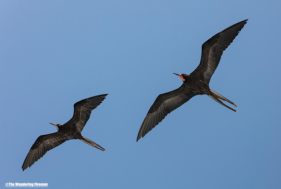 A pair of Frigate Birds