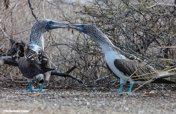 A pair of mating Blue Footed Booby Birds in the Galapagos Islands