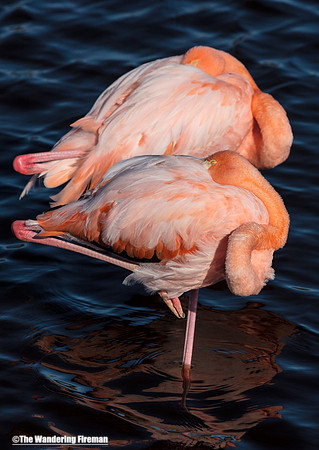 A pair of sleeping Flamingos on Isabela Island in the Galapagos Islands