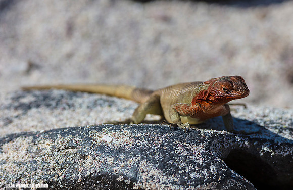 A salamander in the Galapagos Islands