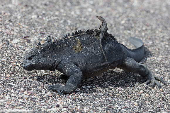 A tiny salamander rides on the back of a marine iguana in the Galapagos Islands