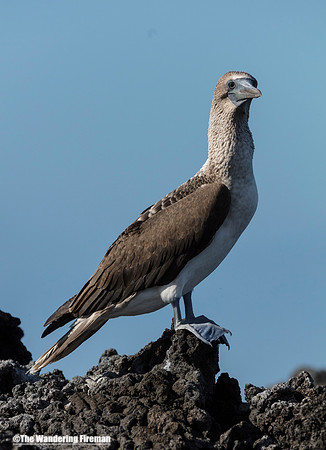 Adult Blue Footed Booby Bird 2