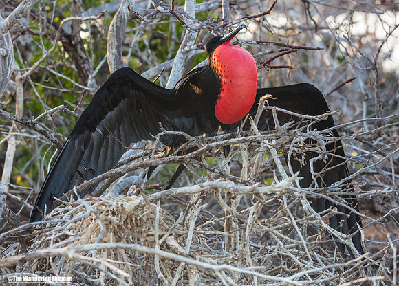 Adult Frigate bird puffing out his pouch in the Galapagos Islands