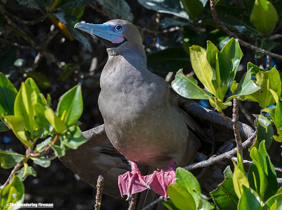 Adult Red Footed Booby Bird 9