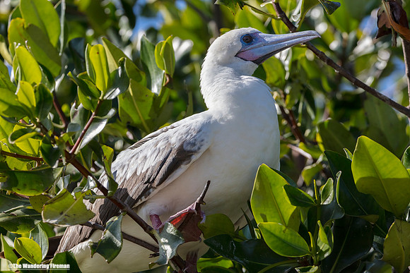 Albino Red Footed Booby Bird