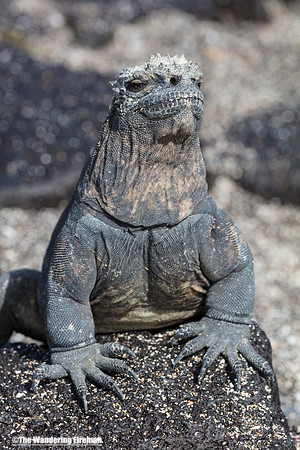 Alpha male marine iguana of the Galapagos Islands