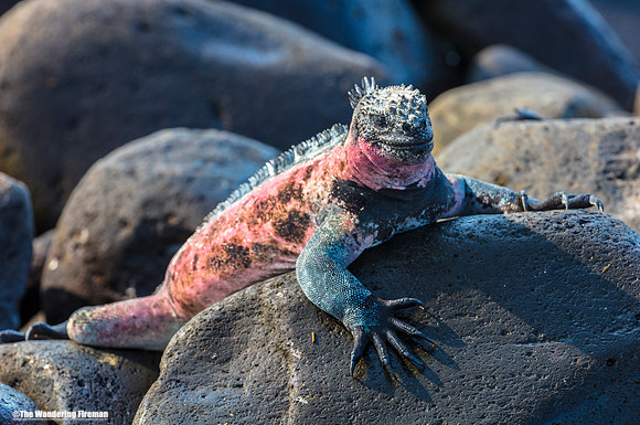 An adult male marine iguana in the Glapagos Islands