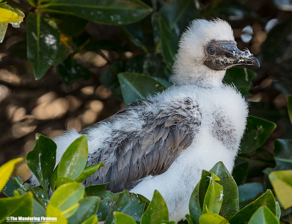 Baby Nasca Booby Bird