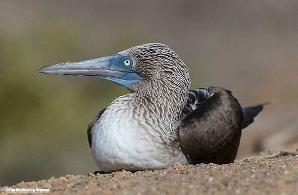 Blue Footed Booby Bird in the Galapagos Islands 30