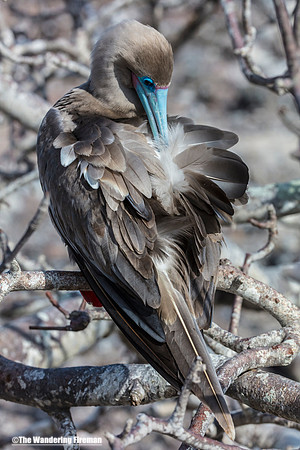 Blue Footed Booby Bird in the Galapagos Islands
