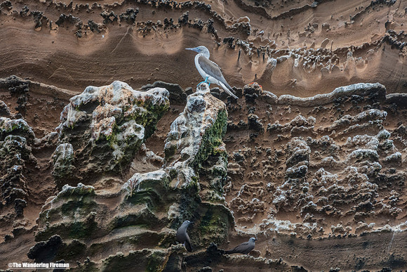 Blue Footed Booby Bird of the Galapagos islands near the shore