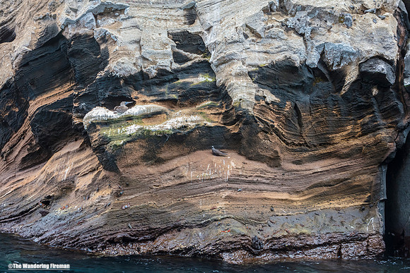 Blue Footed Booby Bird of the Galapagos islands on a rocky nest