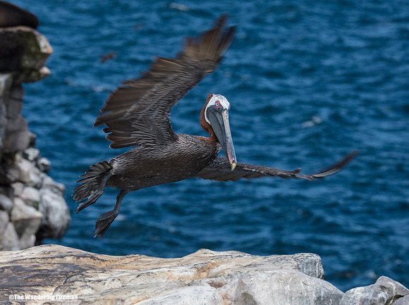Brown Pelican landing in the Galapagos Islands
