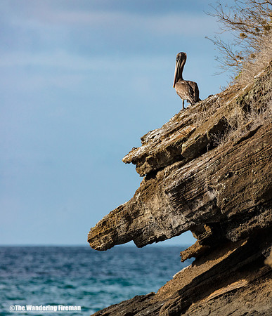 Brown Pelican on the rocky shore of the Galapagos Islands