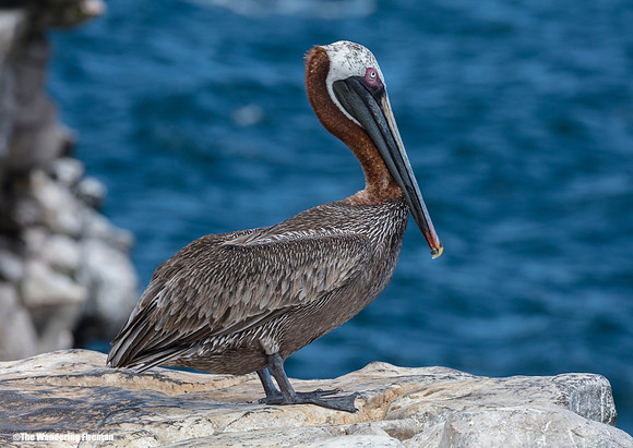 Brown Pelican perched in the Galapagos Islands