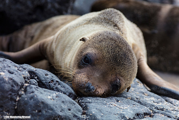 Cute juvenile Sea Lion in the Galapagos Islands