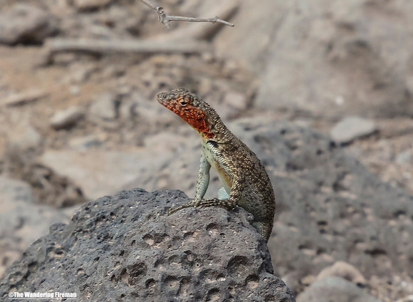 Cute salamander in the Galapagos Islands