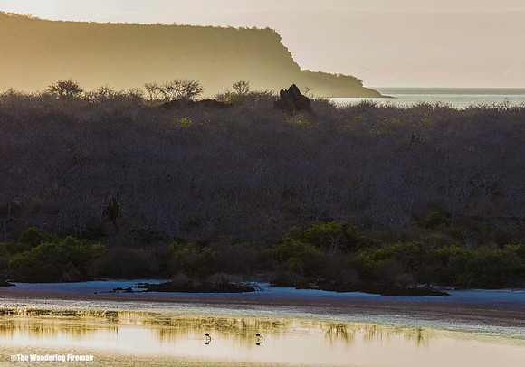 Flamingos in the Glapagos Islands 2