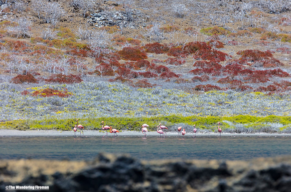 Flamingos on Santiago Island