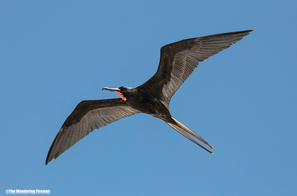 Frigate Bird 2