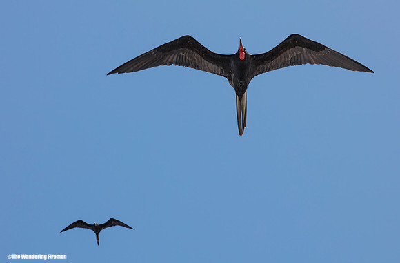 Frigate birds overhead
