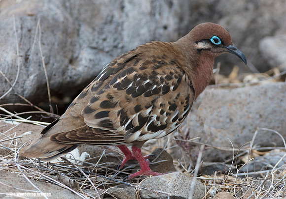 Galapagos Dove in the Galapagos Islands