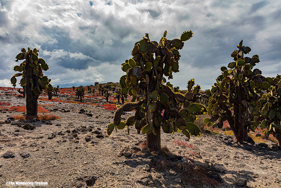 Galapagos Island landscape