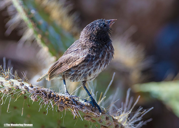 Galapagos Islands Cactus Finch