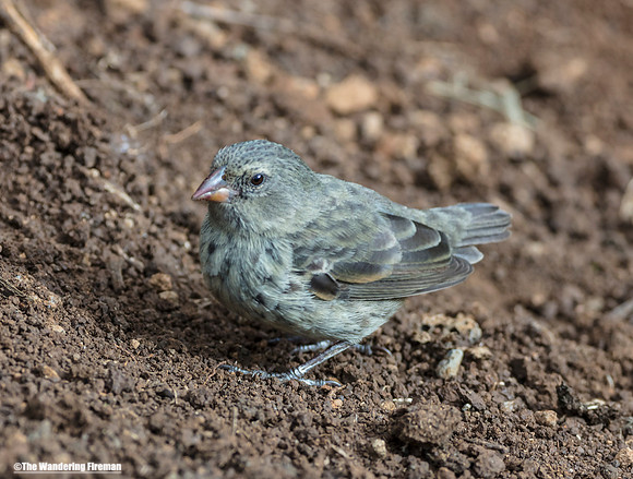 Galapagos Islands finch 2