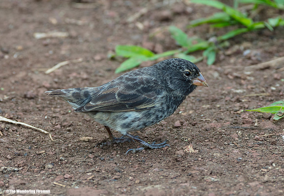 Galapagos Islands finch 4