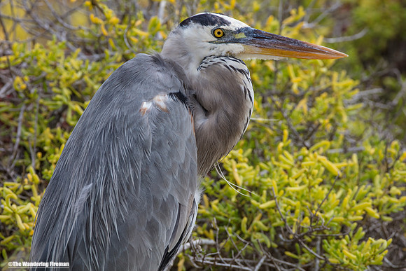 Galapagos Islands Great Blue Heron 4