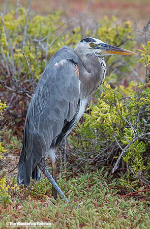 Galapagos Islands Great Blue Heron