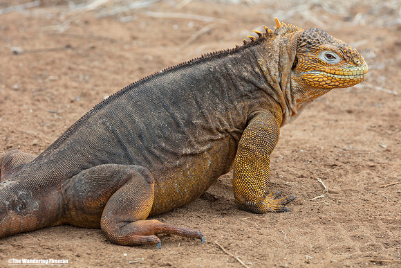Galapagos Islands land iguana 5