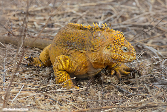 Galapagos Islands land Iguana 8