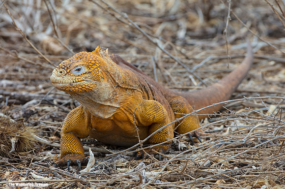Galapagos Islands land Iguana 10