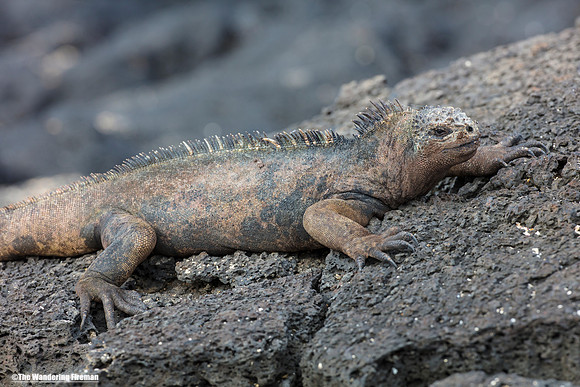 Galapagos Islands Land Iguana