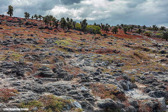 Galapagos Islands Landscape 3