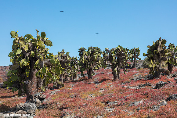 Galapagos Islands landscapes 4