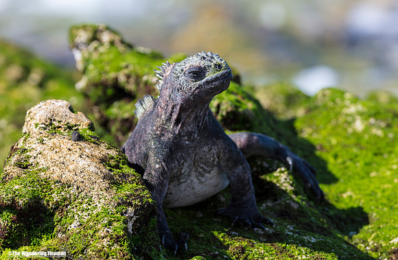 Galapagos Islands Marine Iguana 2
