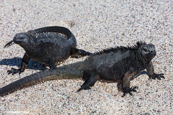 Galapagos Islands Marine Iguana 4