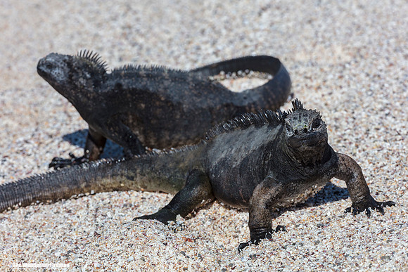 Galapagos Islands Marine Iguanas