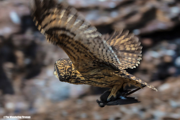 Galapagos Islands short eared Owl in flight