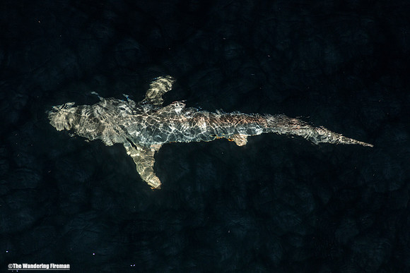 Galapagos shark at night 4