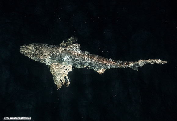 Galapagos shark at night 5