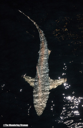Galapagos shark at night 8