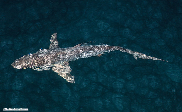 Galapagos shark at night 12