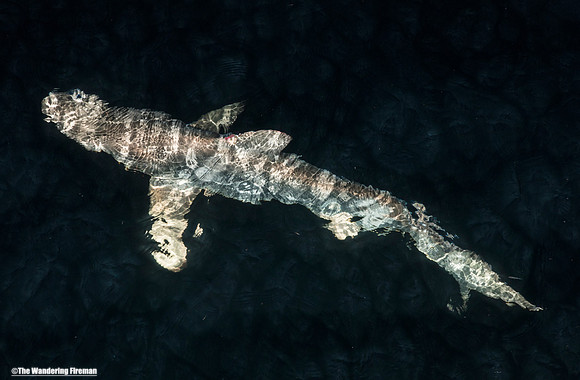 Galapagos Shark at night