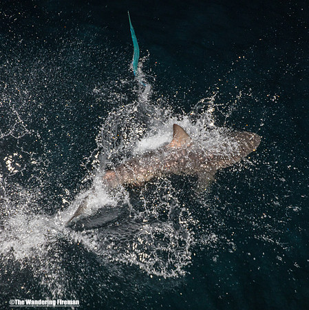 Galapagos shark chasing a flying fish at night in the Galapagos Islands